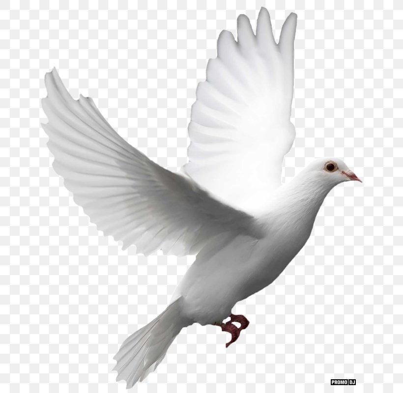 Columbidae Desktop Wallpaper Clip Art, PNG, 667x800px, Columbidae, Beak, Bird, Doves As Symbols, Ducks Geese And Swans Download Free