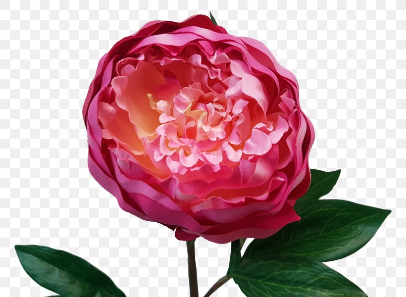Garden Roses Floribunda Peony Cabbage Rose Cut Flowers, PNG, 800x600px, Garden Roses, Annual Plant, Artificial Flower, Cabbage Rose, Camellia Download Free