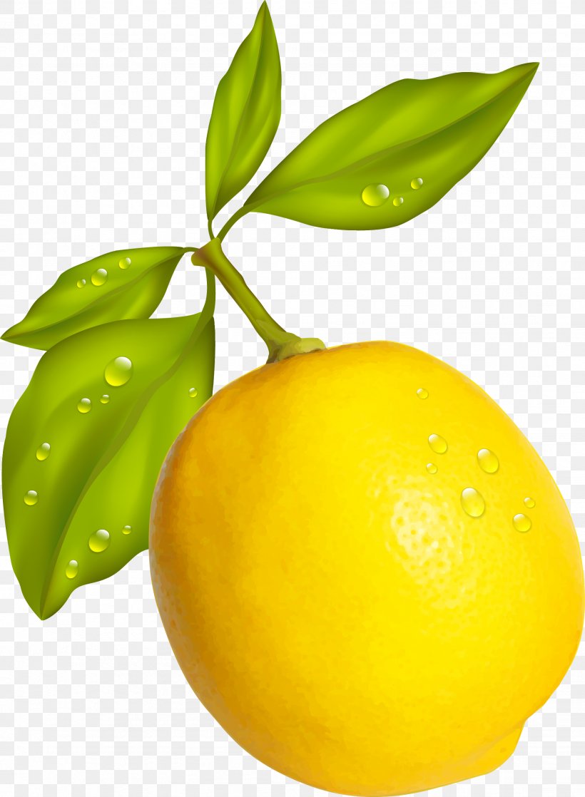 Lemon Fruit, PNG, 1849x2523px, Lemon, Bitter Orange, Citric Acid, Citron, Citrus Download Free