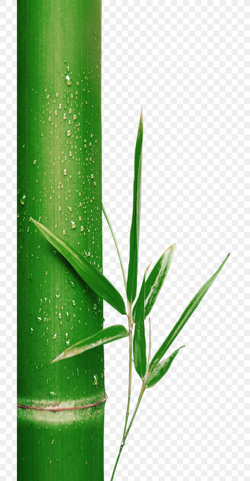 Bamboo Bamboe Leaf Green, PNG, 957x1839px, Bamboo, Bamboe, Grass, Grass Family, Gratis Download Free