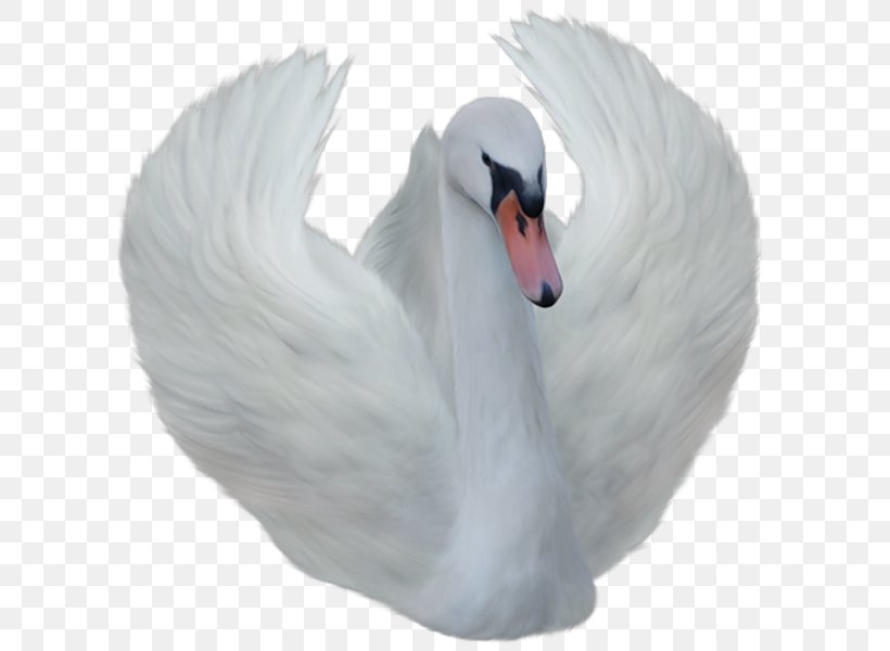 Cygnini Clip Art, PNG, 644x600px, Cygnini, Animation, Beak, Bird, Ducks Geese And Swans Download Free