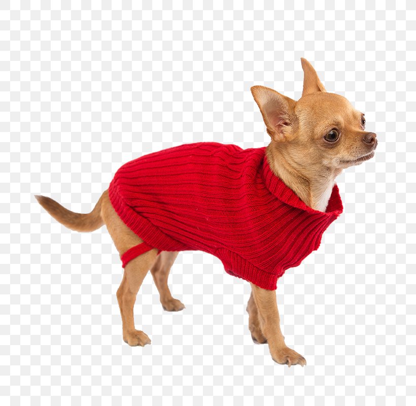 Dog Breed Chihuahua Russkiy Toy Companion Dog Cable Knitting, PNG, 800x800px, Dog Breed, Animal, Breed, Cable Knitting, Carnivoran Download Free