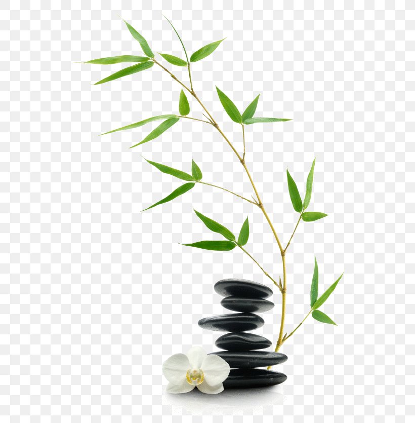 Feng Shui Bai Po Spa & Thai Massage Thai Healing Massage, PNG, 575x835px, Feng Shui, Branch, Consultant, Flower, Flowerpot Download Free