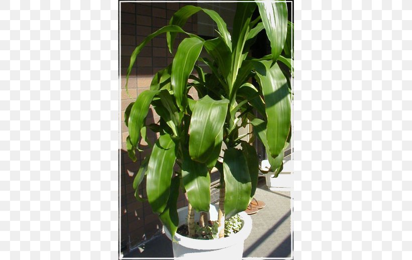 Flowerpot Leaf Houseplant, PNG, 640x518px, Flowerpot, Houseplant, Leaf, Plant Download Free