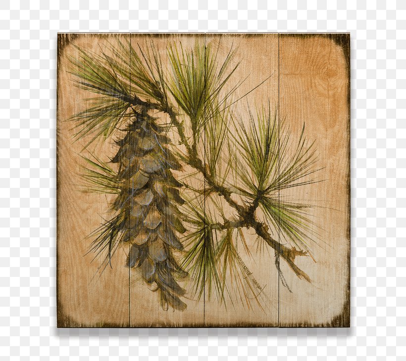 Pine Conifer Cone Larch Spruce, PNG, 730x730px, Pine, Art, Branch, Commodity, Cone Download Free