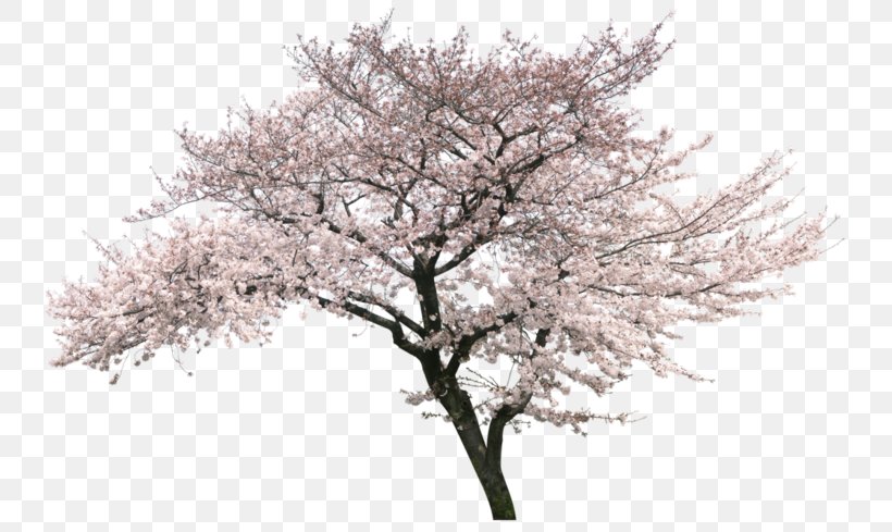 Cherry Blossom Cherries Image, PNG, 750x489px, Cherry Blossom, Blossom, Branch, Cherries, Flower Download Free