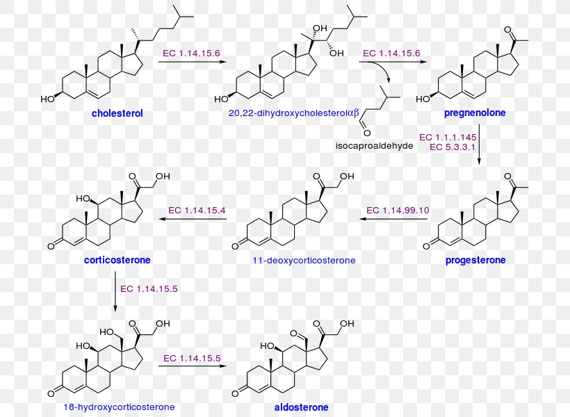 Cholesterol Progesterone Aldosterone Brain Natriuretic Peptide, PNG, 715x600px, Watercolor, Cartoon, Flower, Frame, Heart Download Free