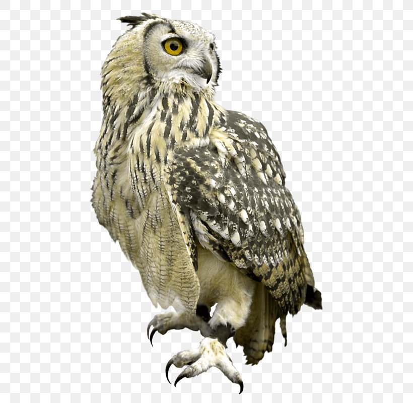 Great Grey Owl Clip Art Bird, PNG, 509x800px, Owl, Accipitriformes, Beak, Bird, Bird Of Prey Download Free