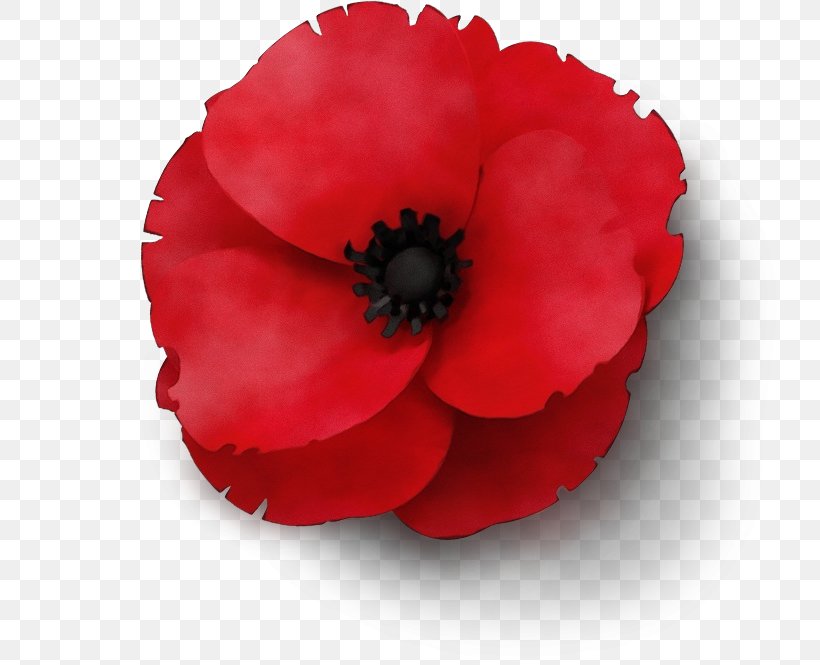 Memorial Day Poppy Flower, PNG, 750x665px, Watercolor, Anemone, Annual Plant, Anzac Day, Armistice Day Download Free