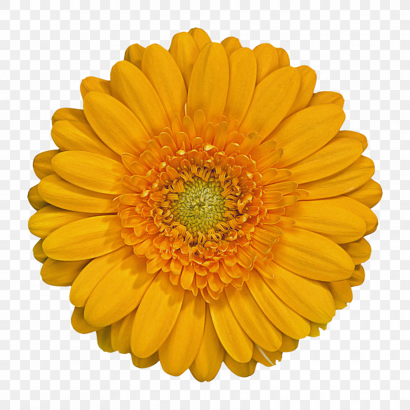 Orange, PNG, 1772x1772px, Barberton Daisy, Annual Plant, Asterales, Calendula, Cut Flowers Download Free