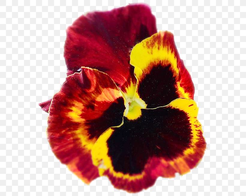 Pansy Magenta Close-up, PNG, 578x654px, Pansy, Close Up, Closeup, Flower, Flowering Plant Download Free
