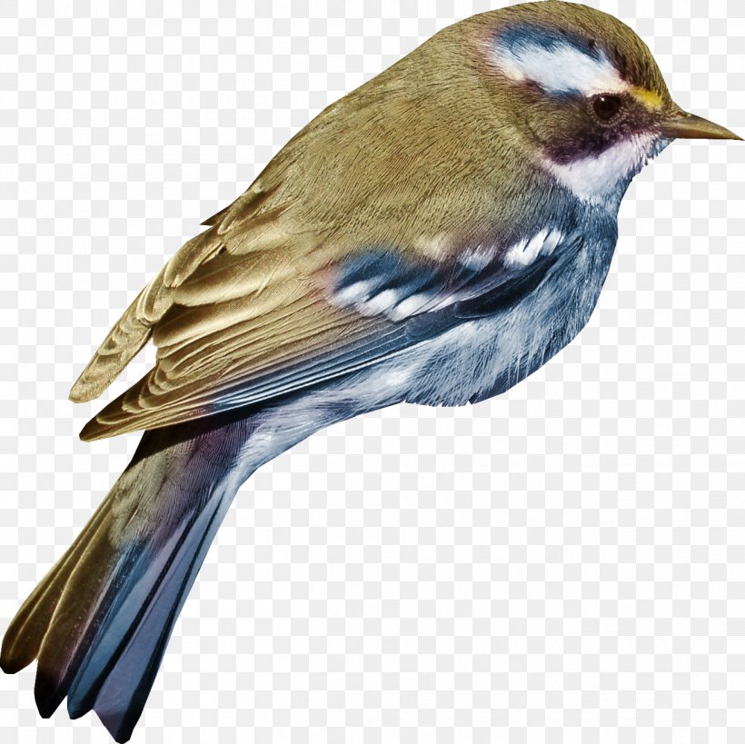 Bird Wonderful Creatures: Children! Have You Ever Thought? 3 Clip Art, PNG, 1309x1308px, Bird, Beak, Chickadee, Emberizidae, Fauna Download Free