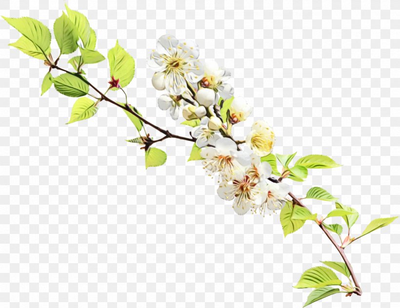 Cherry Blossom Cartoon, PNG, 1280x988px, Twig, Blossom, Branch, Cherries, Cherry Blossom Download Free