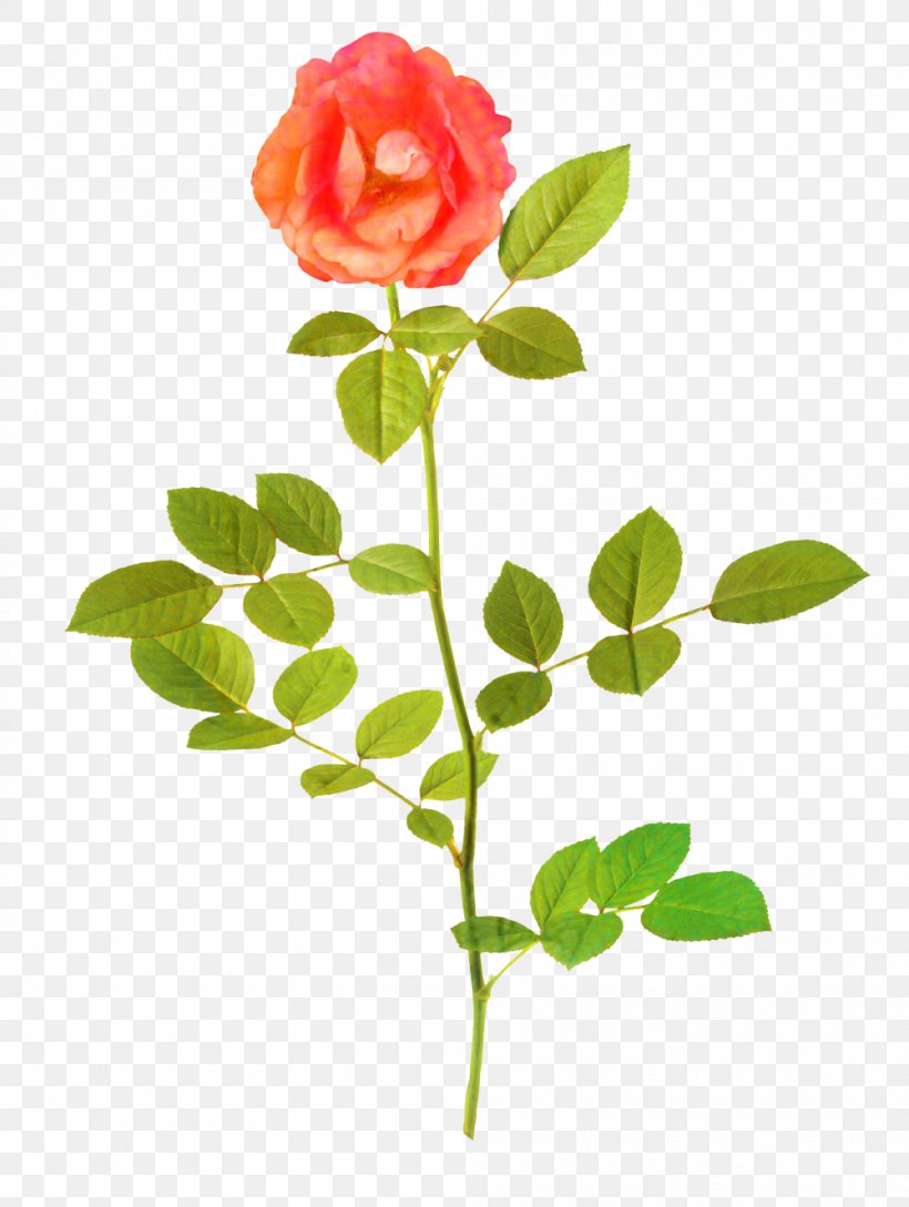 Clip Art Painting Rose Vector Graphics, PNG, 1000x1329px, Painting, Art, Botany, Branch, Bud Download Free