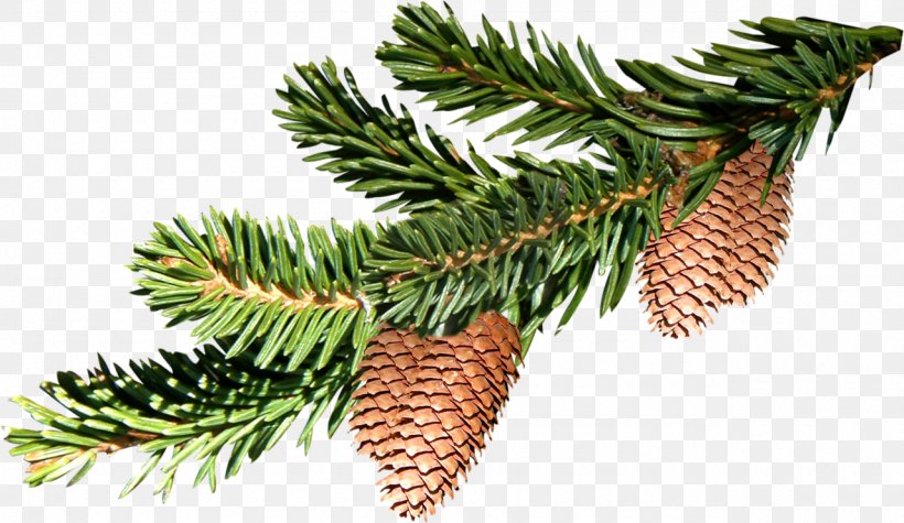 Pine Fir Tree, PNG, 1280x743px, Pine, Branch, Christmas, Christmas Ornament, Concepteur Download Free