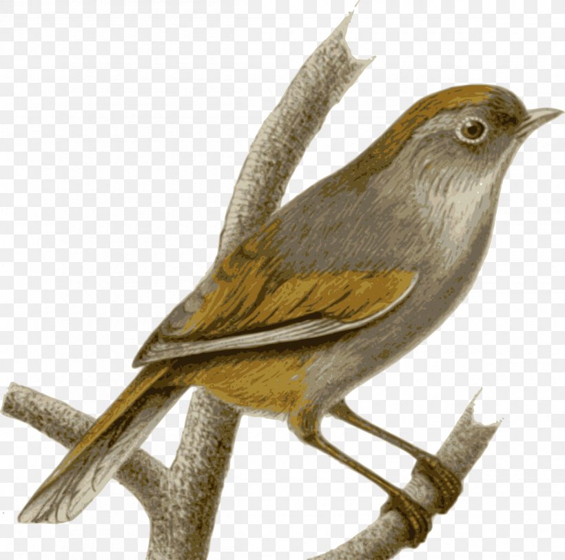Sparrow Bird Spectacled Fulvetta Common Nightingale, PNG, 2400x2379px, Sparrow, Beak, Bird, Chickadee, Common Nightingale Download Free