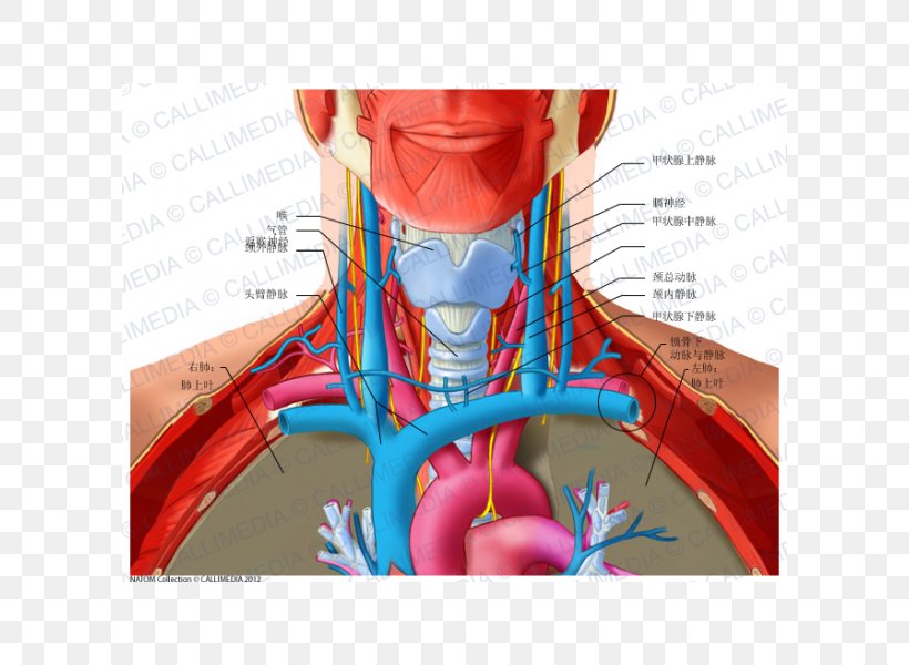 Anterior Triangle Of The Neck Posterior Triangle Of The Neck Anatomy Subclavian Vein, PNG, 600x600px, Watercolor, Cartoon, Flower, Frame, Heart Download Free