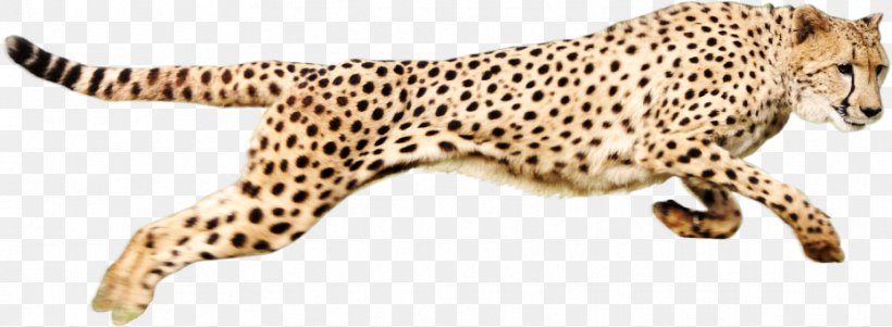 Cheetah Leopard Felidae Clip Art, PNG, 931x342px, Watercolor, Cartoon, Flower, Frame, Heart Download Free