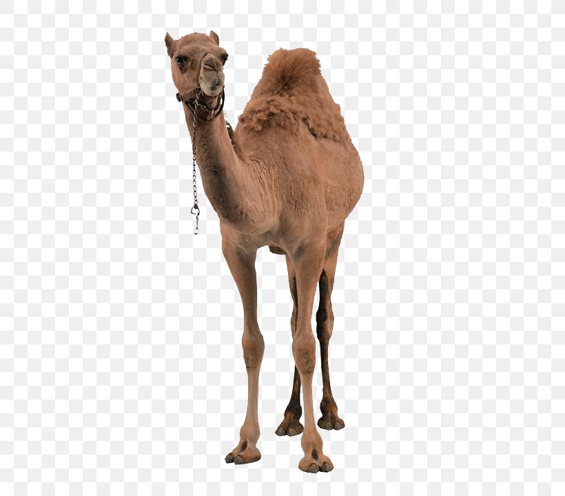 Dromedary Wild Bactrian Camel Erg Chigaga, PNG, 720x720px, Dromedary, Arabian Camel, Bactrian Camel, Camel, Camel Like Mammal Download Free