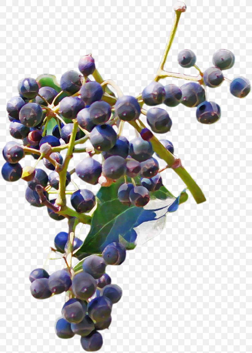 Grape Fruit Plant Grapevine Family Flower, PNG, 1535x2144px, Grape, Berry, Bilberry, Blueberry, Currant Download Free