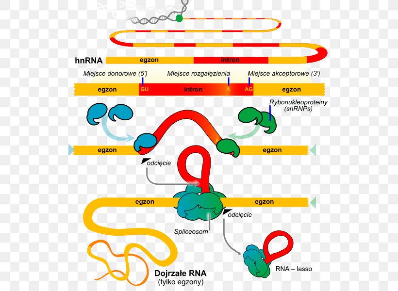 RNA Splicing Genetics Small Nuclear RNA Biochemistry, PNG, 554x600px, Rna Splicing, Alternative Splicing, Area, Biochemistry, Biology Download Free