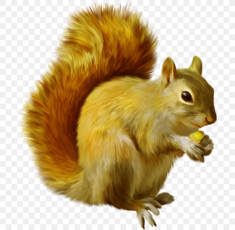Squirrel Chipmunk Clip Art Image, PNG, 696x800px, Squirrel, Camera, Chipmunk, Editing, Fauna Download Free