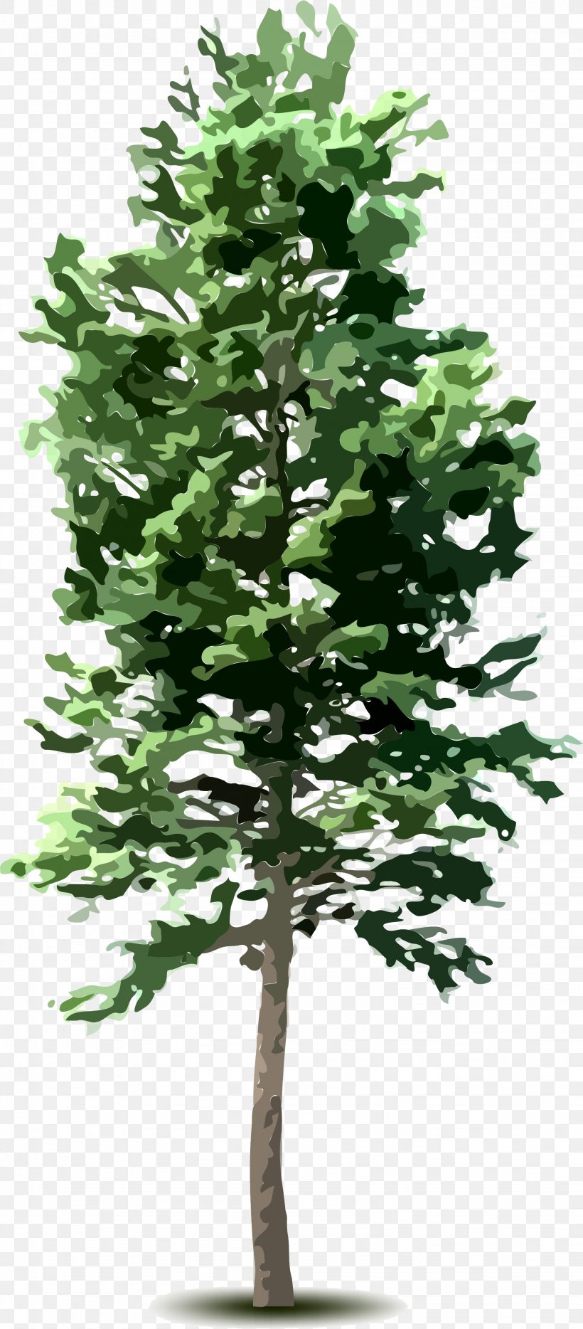 Tree Plant Clip Art, PNG, 2048x4667px, Tree, Branch, Conifer, Conifers, Diagram Download Free