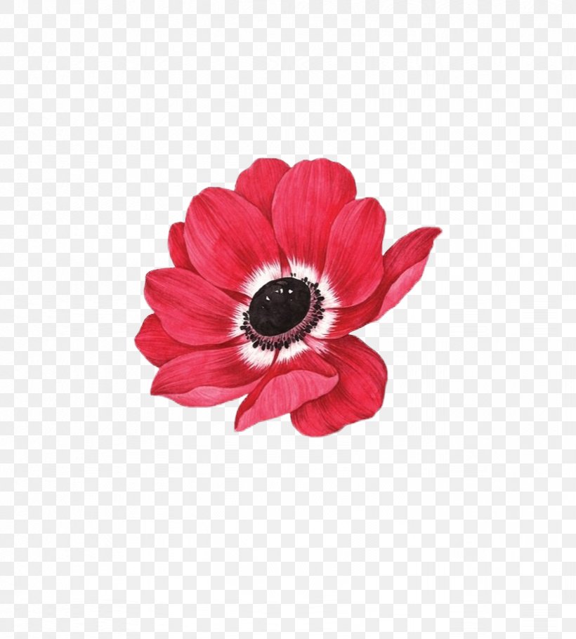 IPhone 5s IPhone 6S Flower, PNG, 821x912px, Iphone 5, Apple, Color, Daisy Family, Flower Download Free