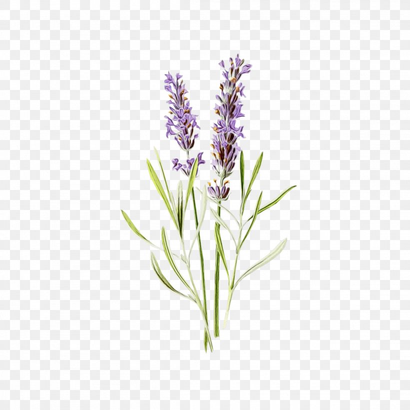 Lavender, PNG, 2289x2289px, Watercolor, English Lavender, Fernleaf Lavender, Flower, Flowering Plant Download Free