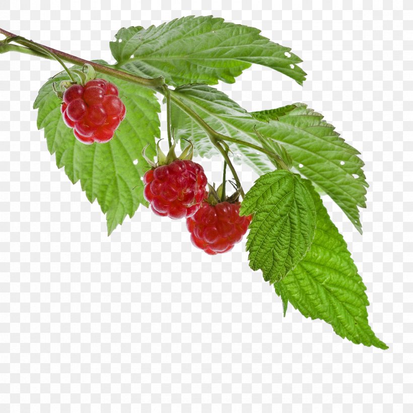 Red Raspberry Leaf Loganberry Fruit, PNG, 2362x2362px, Raspberry, Berry, Boysenberry, Cherry, Food Download Free