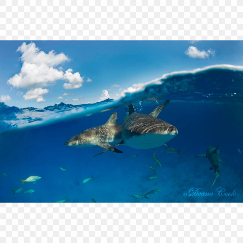 Requiem Sharks Caribbean Reef Shark Great White Shark Fin, PNG, 1000x1000px, Shark, Aqua, Canvas Print, Caribbean Reef Shark, Dolphin Download Free