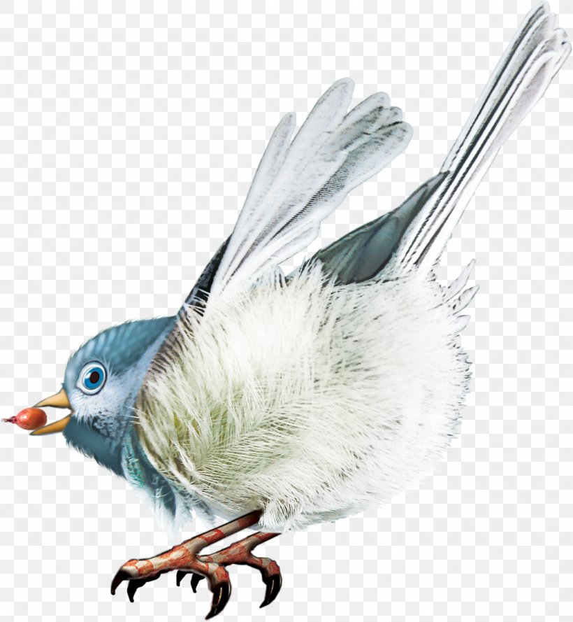 Bird Beak Clip Art, PNG, 1076x1167px, Bird, Animal, Beak, Fauna, Feather Download Free