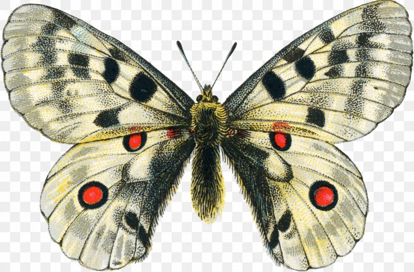 Butterfly Printing Clip Art, PNG, 1957x1287px, Butterfly, Arthropod, Bombycidae, Brush Footed Butterfly, Butterflies And Moths Download Free