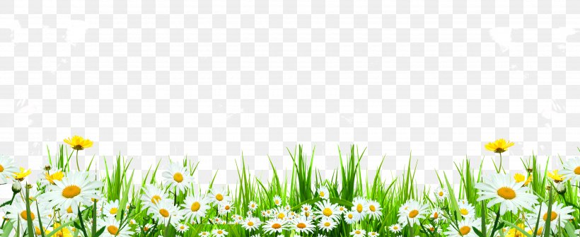 Flower Download Icon, PNG, 3500x1432px, Flower, Common Daisy, Flora, Floral Design, Flowering Plant Download Free