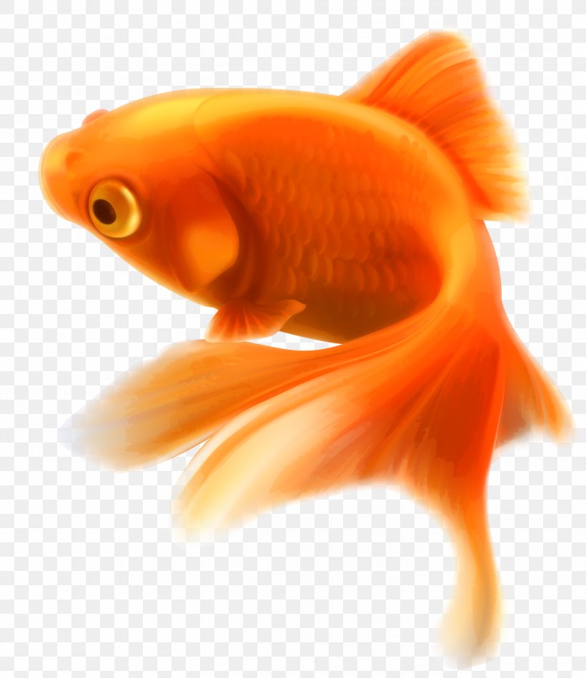 Goldfish Aquarium Tropical Fish, PNG, 2589x3000px, Goldfish, Animal, Aquarium, Blood Parrot Cichlid, Bony Fish Download Free