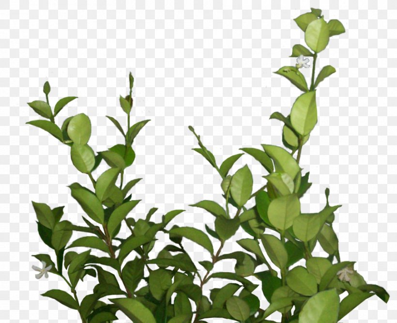 Leaf Fern, PNG, 900x733px, Leaf, Branch, Evergreen, Fern, Follaje Download Free