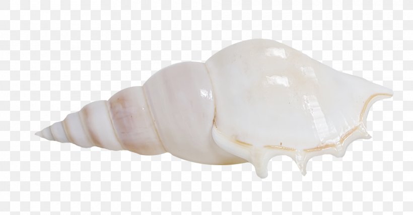 Seashell Shankha, PNG, 1920x1001px, Seashell, Conch, Shankha, White Download Free