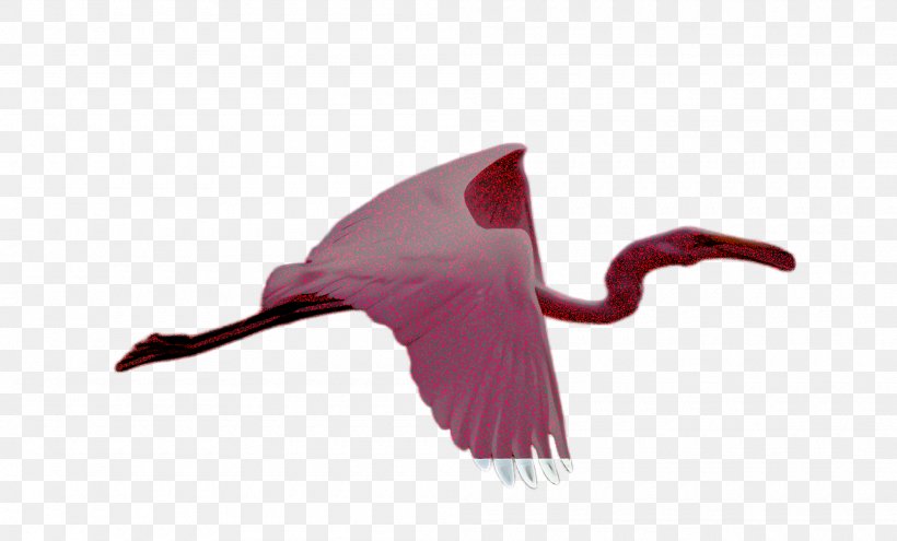 Bird Spoonbill Pink Ibis Greater Flamingo, PNG, 2000x1208px, Bird, Beak, Cranelike Bird, Greater Flamingo, Ibis Download Free