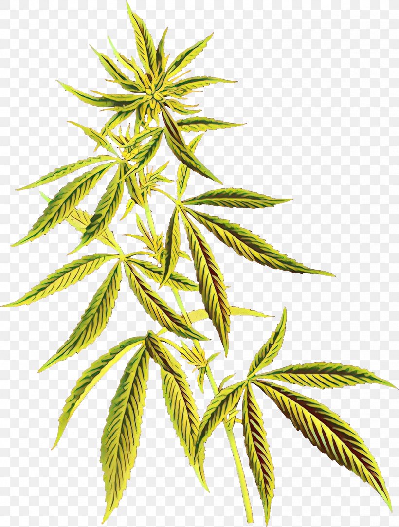 Cannabidiol Cannabis Sativa Tetrahydrocannabinol Hemp, PNG, 1816x2400px, Cannabidiol, Cannabinoid, Cannabis, Cannabis Ruderalis, Cannabis Sativa Download Free