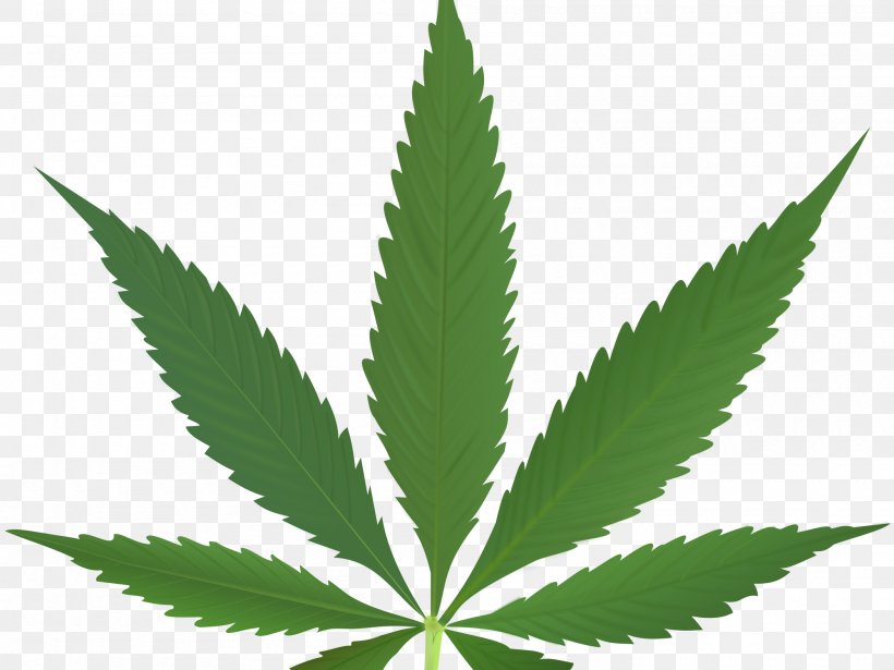 Cannabis Sativa Medical Cannabis Leaf Smoking, PNG, 2000x1500px, Cannabis Sativa, Cannabinoid, Cannabis, Cannabis Smoking, Drug Download Free