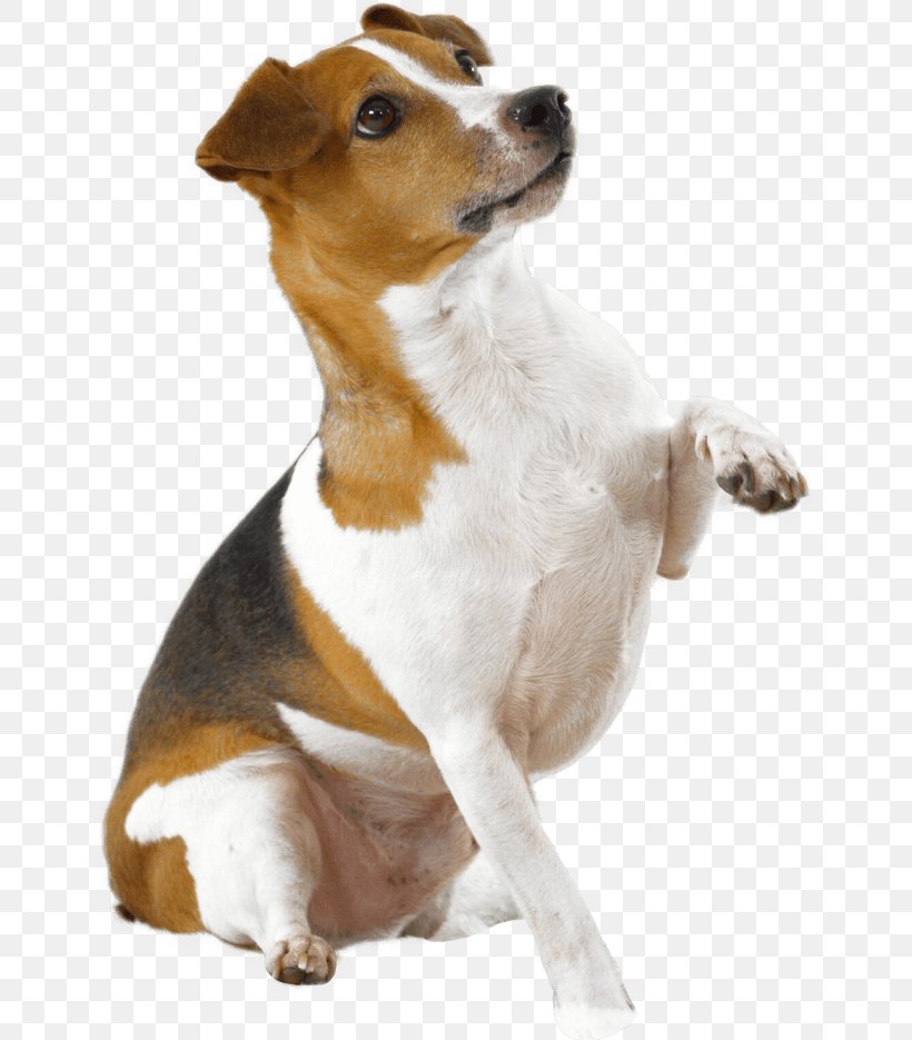 Dog Breed Jack Russell Terrier Parson Russell Terrier Smooth Fox Terrier, PNG, 650x935px, Dog Breed, Brazilian Terrier, Carnivoran, Companion Dog, Danish Swedish Farmdog Download Free
