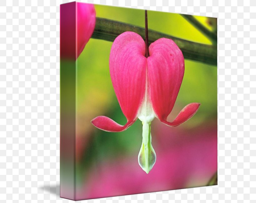 Flower Tulip International Garden Photographer Of The Year Photography Petal, PNG, 589x650px, Flower, Bud, Fine Art, Flora, Floral Design Download Free
