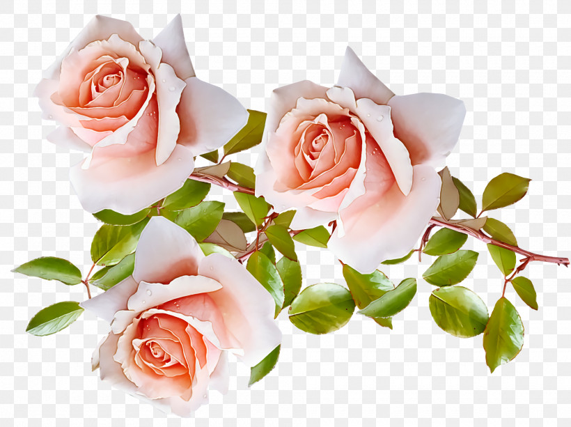 Garden Roses, PNG, 1920x1436px, Garden Roses, Artificial Flower, Cabbage Rose, Cut Flowers, Floral Design Download Free