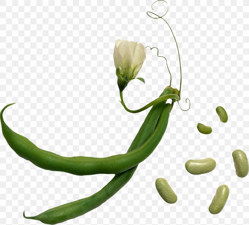 Lima Bean Vegetable Green Bean Herb, PNG, 1374x1246px, Lima Bean, Artichoke, Bean, Brussels Sprout, Collard Greens Download Free