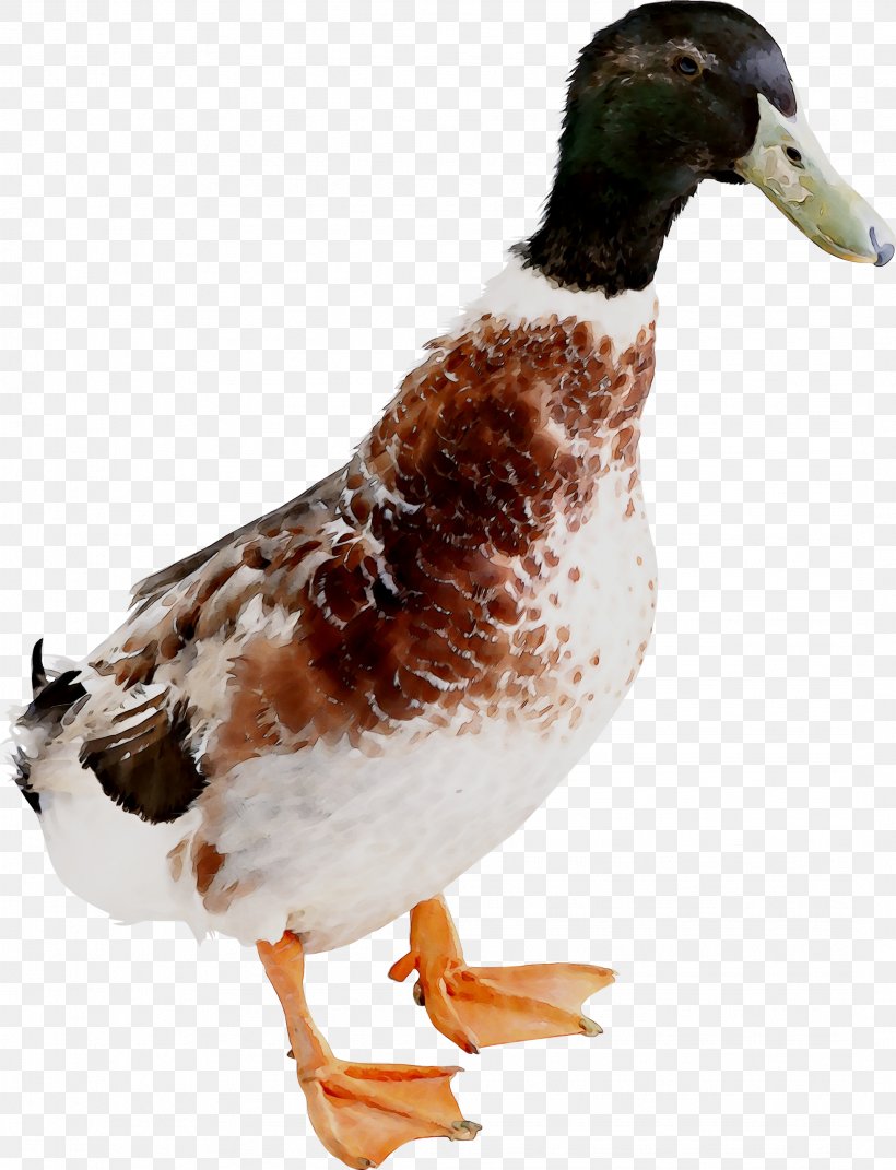 Mallard Duck Goose Chicken Image, PNG, 2144x2801px, Mallard, Animal, Beak, Bird, Chicken Download Free