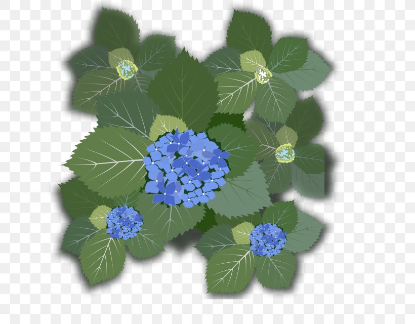French Hydrangea Flower Clip Art, PNG, 640x640px, French Hydrangea, Annual Plant, Bud, Cornales, Flower Download Free