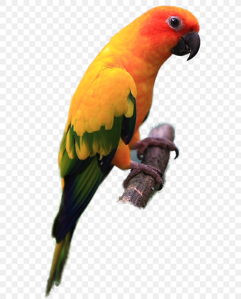 Parrot Lovebird Jandaya Parakeet Sun Conure, PNG, 592x1020px, Parrot, Aratinga, Beak, Bird, Common Pet Parakeet Download Free