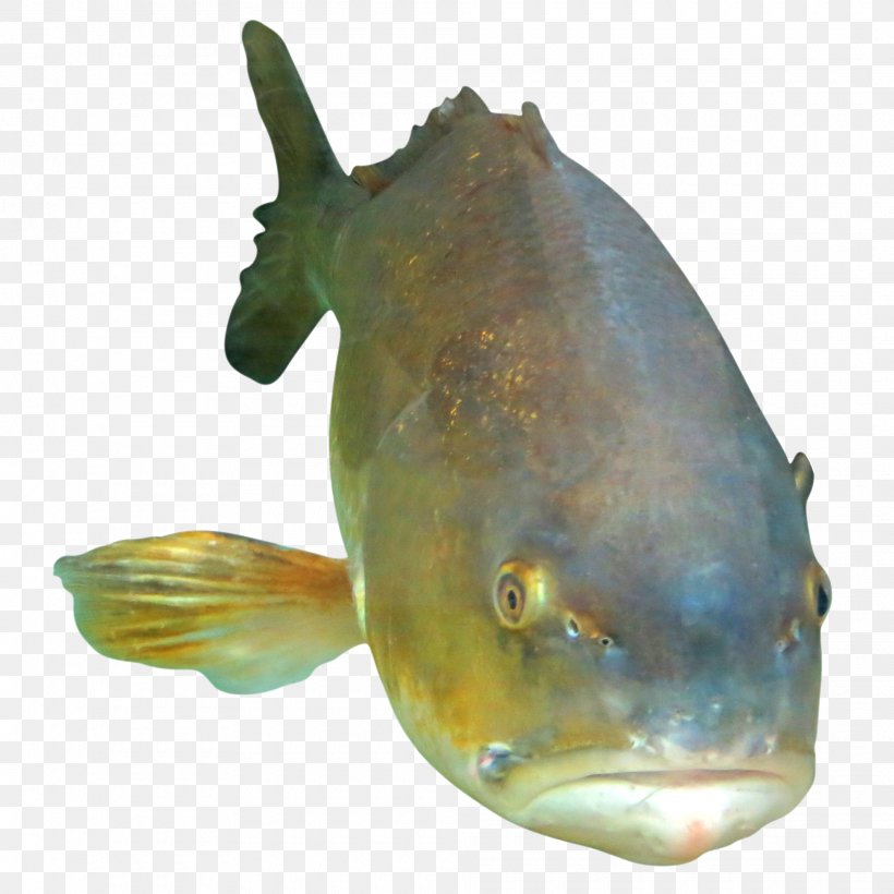 Fish Seafood Marine Biology Ocean Photography, PNG, 1980x1980px, Fish, Animal, Blobfish, Bony Fish, Fauna Download Free