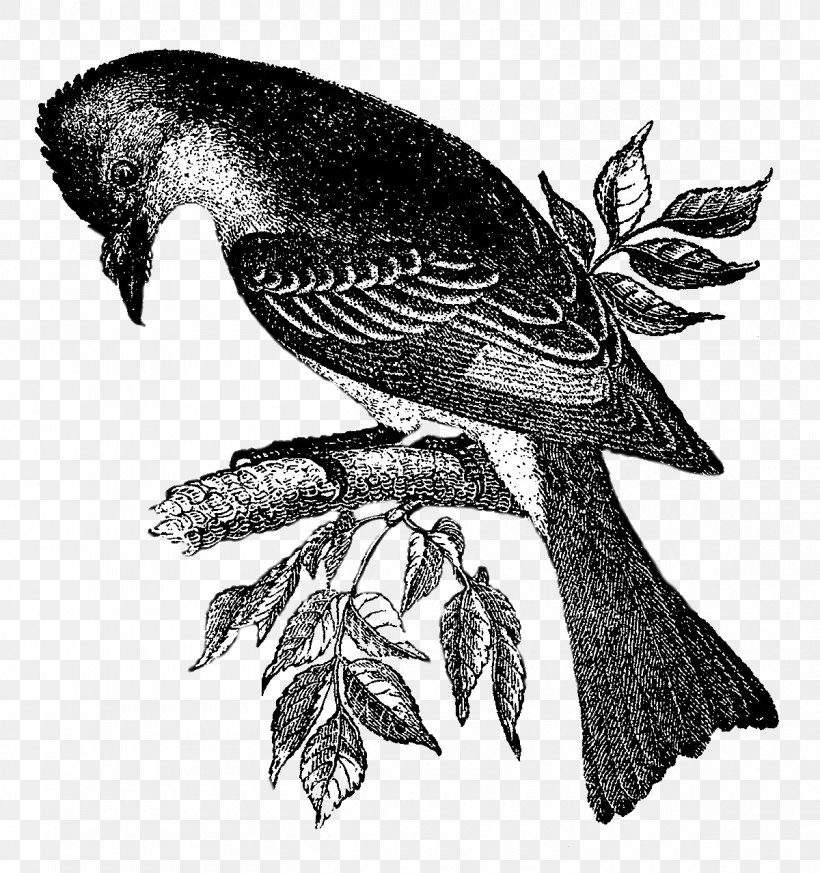 Hawk Bird Black And White Drawing Beak, PNG, 1200x1278px, Hawk, Art, Beak, Bird, Bird Of Prey Download Free