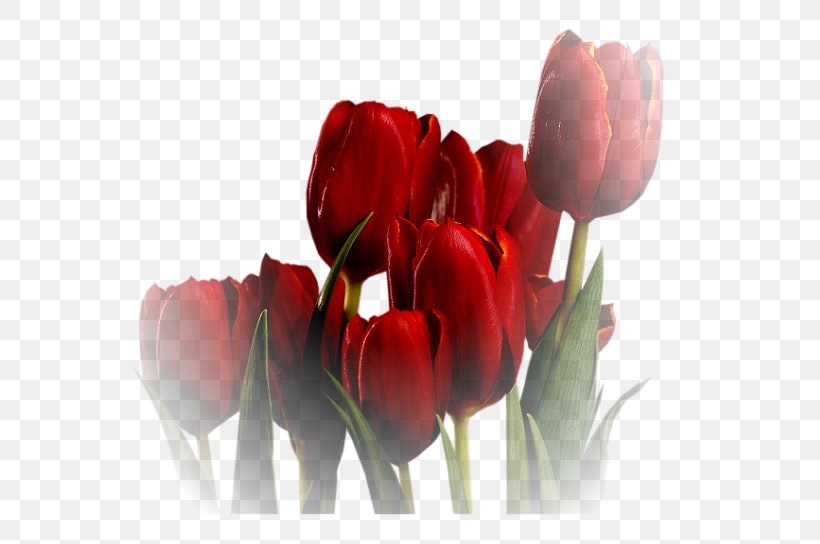 Tulip Flower, PNG, 558x544px, Tulip, Bud, Bulb, Com, Cut Flowers Download Free